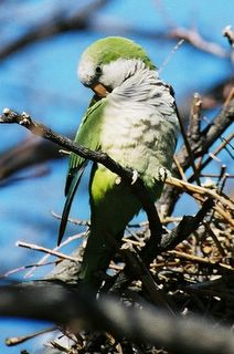 A wild quaker parrot preens in Brooklyn