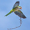 Sister Barbera Does Wonderful Work With Parrots and Humans Who Need Help