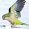 Bronx Wild Parrots Frolicking in the Snow