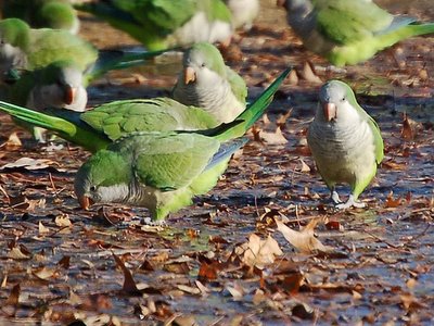 Monk Parrot Aggression - Approach of the annoyer