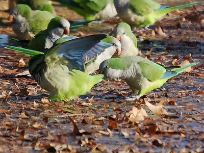 Monk Parrot Aggression - Ouch - now that's aggressive