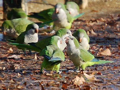 Monk Parrot Aggression - You want to make something of it?