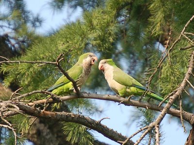 A pair of proud wild parrot parents watches their baby with pride
