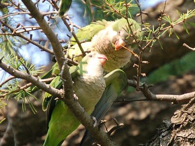 Mother parrot prepares to feed baby parrot via direct beak-to-beak nutrition transfer method