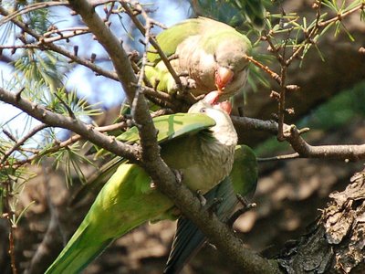 Mother quaker parrot effecting beak-to-beak nutrition transfer