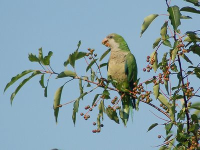 A wild baby Quaker Parrot eats berries in a tree in Brooklyn's Green-Wood Cemetery.