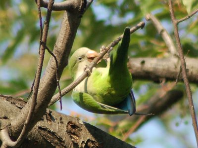 A wild Monk Parakeet in Brooklyn's Green-Wood Cemetery demonstrates proper twig-cutting technique.