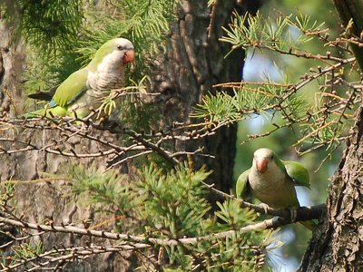This baby demonstrates the Monk Parrot's strange and charming begging behavior