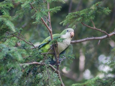 How do you spot a baby Quaker Parrot in the wild? Well, for starters, the shape of their beak is very different.