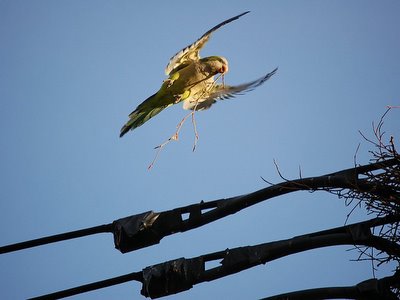 A wild monk parrot on Fort Hamilton Avenue glides toward his pole nest with construction materials