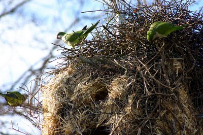 Wild Quaker Parakeets in Connecticut working on their monk bunkers
