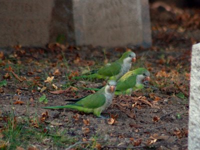 A group of Wild Quaker Parrots at Brooklyn's Green-Wood Cemetery walk among the tombstones