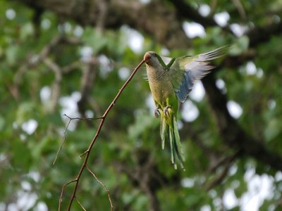 A Hyde Park Quaker Parakeet lifts a large thorny twig up to his nest along the lake