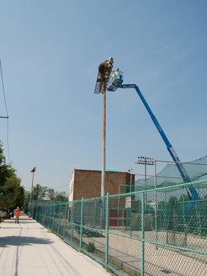 Wild Quaker Parrot Nest, Throggs Neck, The Bronx, June 7, 2007