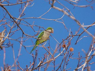 quaker parakeet cutting a twig for nest construction