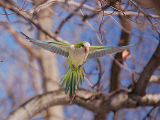 Quaker parakeet in flight with twig in beak