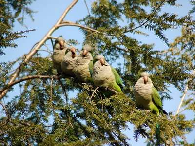 Five Quaker Parrots Laugh in a Brooklyn Tree - Photo By Steve Baldwin