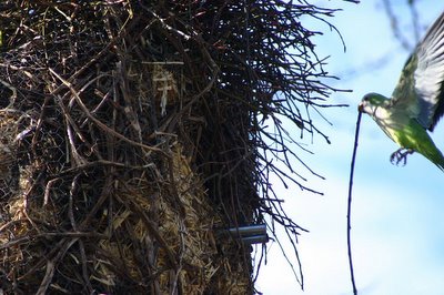 Wild Connecticut Quaker Parakeets in their Monk Bunkers
