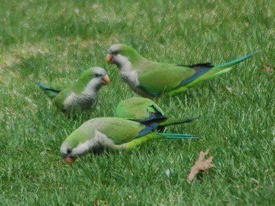 Fortunately, there's plenty of tasty grass for these grass-eaters to consume within just a few feet of the construction site.