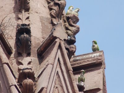 These parrots appear to be part of a surveying team examining the functional specifications for an adequate nest sub-structure at Green-Wood's main gate.