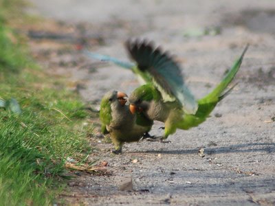 Ouch, says one parrot to another - hey buddy, I wasn't looking at your gal the wrong way, was I?