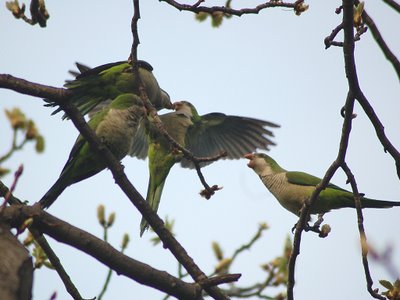 The parrots' rambunctious behavior occasionally interrupts their feeding.