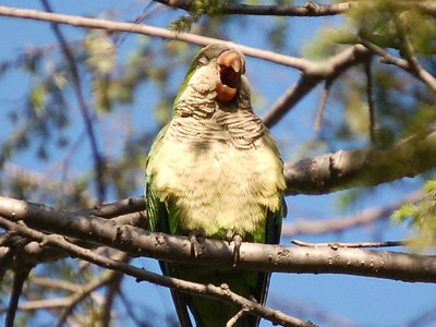 A wild monk parrot at Brooklyn's Greenwood Cemetery calls to his friends