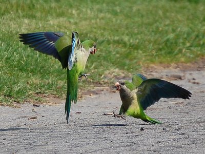 Two parrots in Greenwood Cemetery have a spirited argument on a concrete path