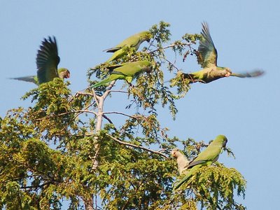 Five monk parrots colonize a tall pine tree at Brooklyn's  Greenwood Cemetery