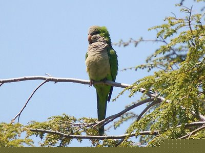 A wild parrot at Greenwood Cemetery perches on a tree.