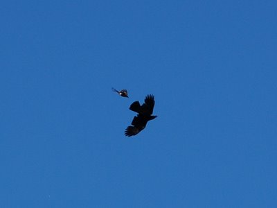 A mockingbird attempts to drive off a large crow at Green-Wood Cemetery's main gate. Photo 2 of 2