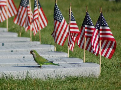 A wild Quaker Parrot in Brooklyn's Green-Wood Cemeteryvvisits the headstone marker of George Mason, Pvt, Co C, 6 NY Infantry, 1830-1862, who was mortally wounded at the Second Battle of Bull Run. Photo 1 of 2