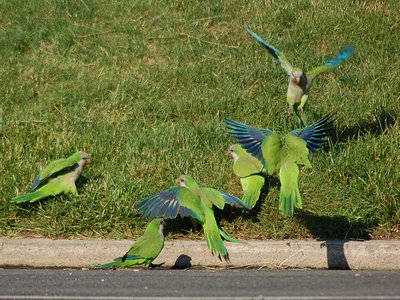 A group of wild Quaker Parrots at Brooklyn's Green-wood Cemetery celebrate the victory of the mockingbird over the crow.