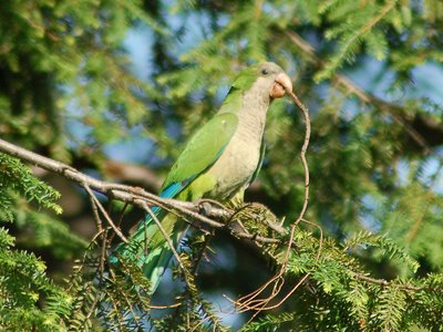 A wild Quaker Parrot in Brooklyn's Green-Wood Cemetery works to liberate a thorny twig from a pine tree.