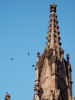 Wild Quaker Parrots are agitated by the presence of a crow at Green-Wood Cemetery's main gate.