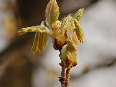 horses mating pics. horses mating with cows.