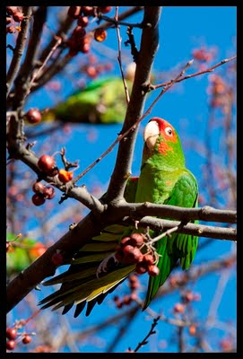 Wild Conures in Queens, New York, January, 2010. Photo by Dominika Gardocka.