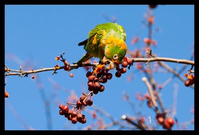 Wild Conures in Queens, New York, January, 2010. Photo by Dominika Gardocka.