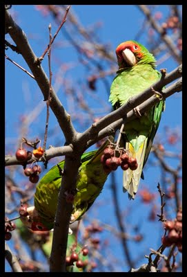 Wild Conures in Queens, New York, January, 2010. Photo by Dominika Gardocka.