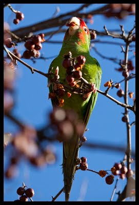 Wild Conures in Queens, New York, January, 2010. Photo by Dominika Gardocka.