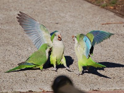 A male monk parrot defends his mate against the entreaties of an unwanted suitor in New Jersey