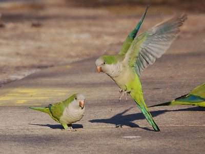 Two parrots decide to call off their aggressive displays until the photographer leaves