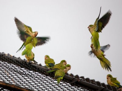 An aerial skirmish among monk parrots in the Bronx