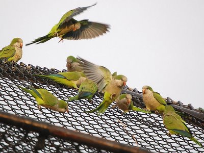 The Bronx aerial skirmish among monk parrots at full force