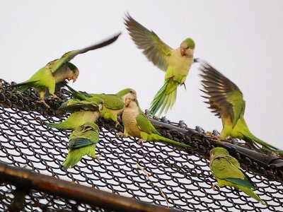 The big parrot battle cools off after much squawking and aggressive display