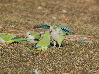 Bronx wild monk parrots exhibit aggression while on the ground