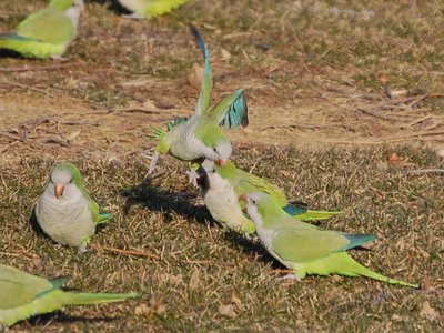 A Bronx monk parrot hops aggressively near a mated pair