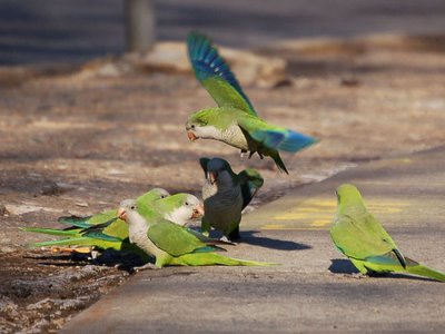 Brooklyn wild quaker parakeets occasionally display combative behavior