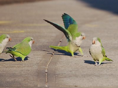 Some Brooklyn parrots are too mature to get drawn into silly battles with teenage competitors