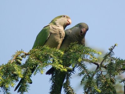 A mother parrot instructs her chick on the essential tactics of hawk and falcon evasion